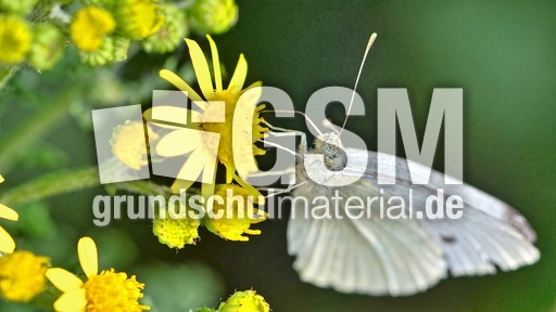 Kleiner Kohlweißling_1_jpg.jpg